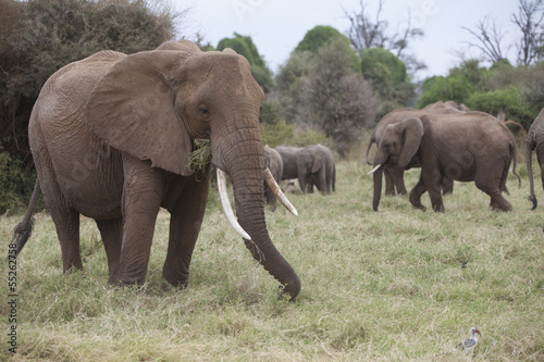 Group of elephants feeding