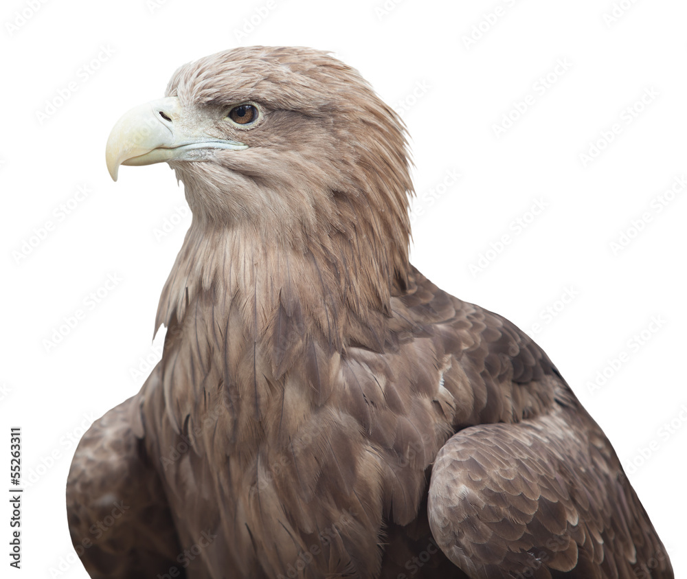 Obraz premium portrait of an eagle