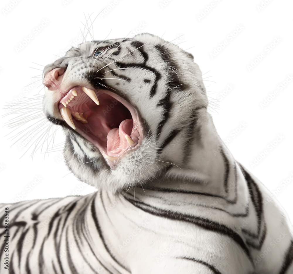 Obraz premium the white tiger growls
