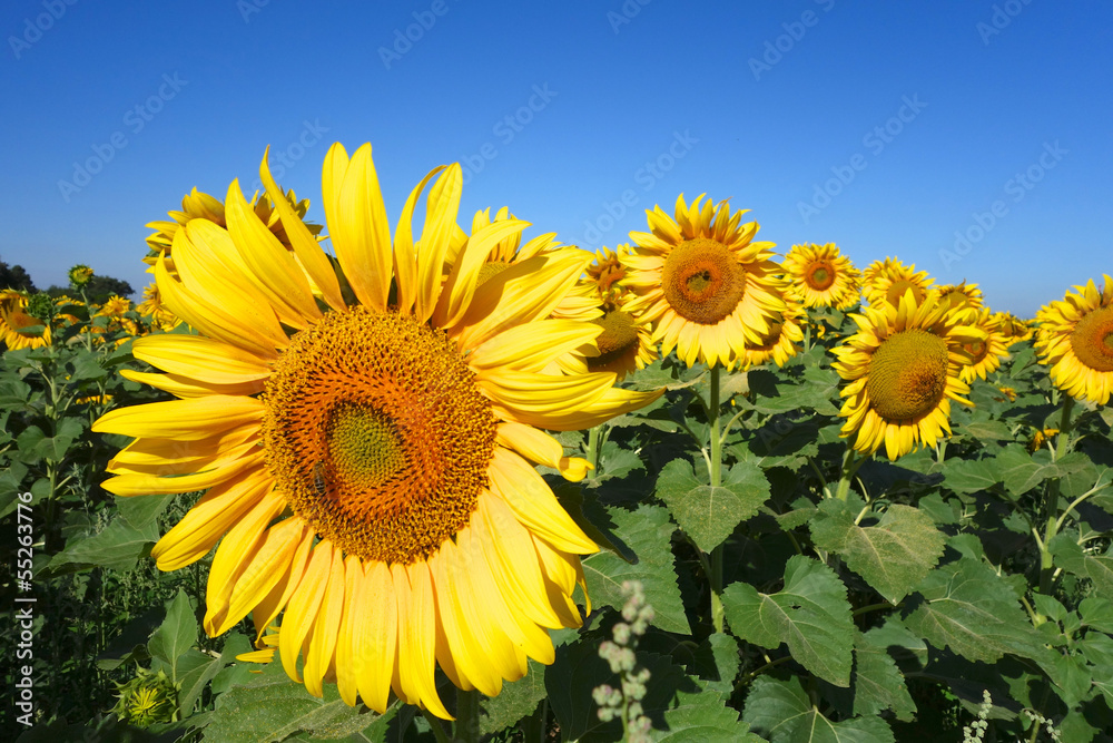 Obraz premium tournesol 03