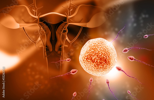 Fertilization, human cloning