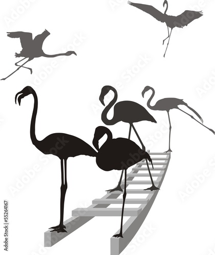 Flamingos on the ladder in grayscale