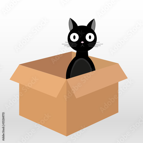 black cat in box