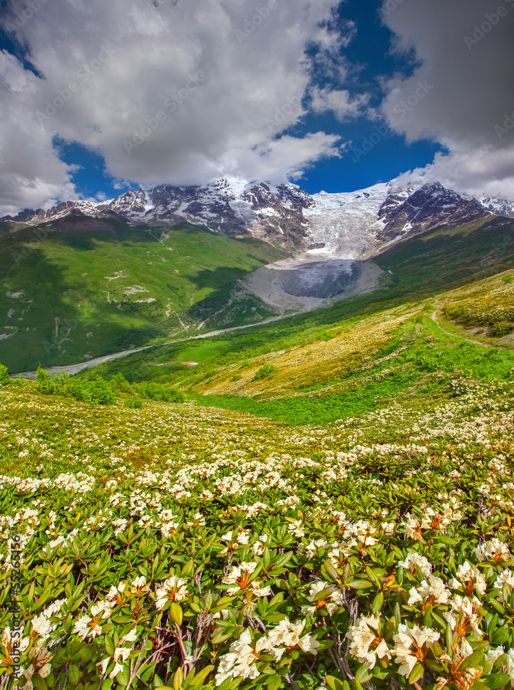 Blooming rhododendrons in the Caucasian mountains.