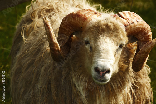 Adult ram sheep in a grass field