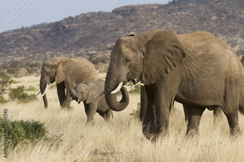 Canvas Print Group of elephants feeding