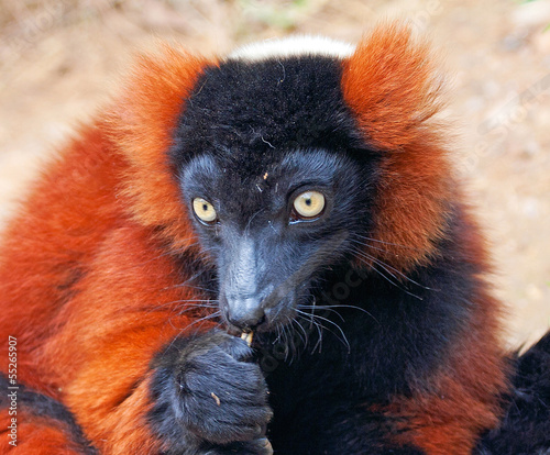 Close up of the rare red ruffed lemur (Varecia rubra)