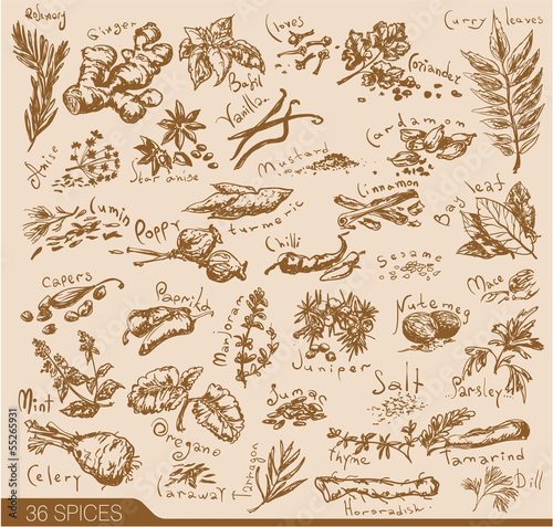Hand drawn spices and herbs collection. Vector design