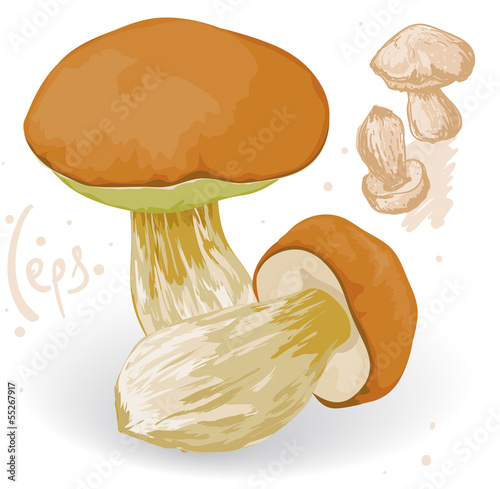 Vector ceps on a white background.