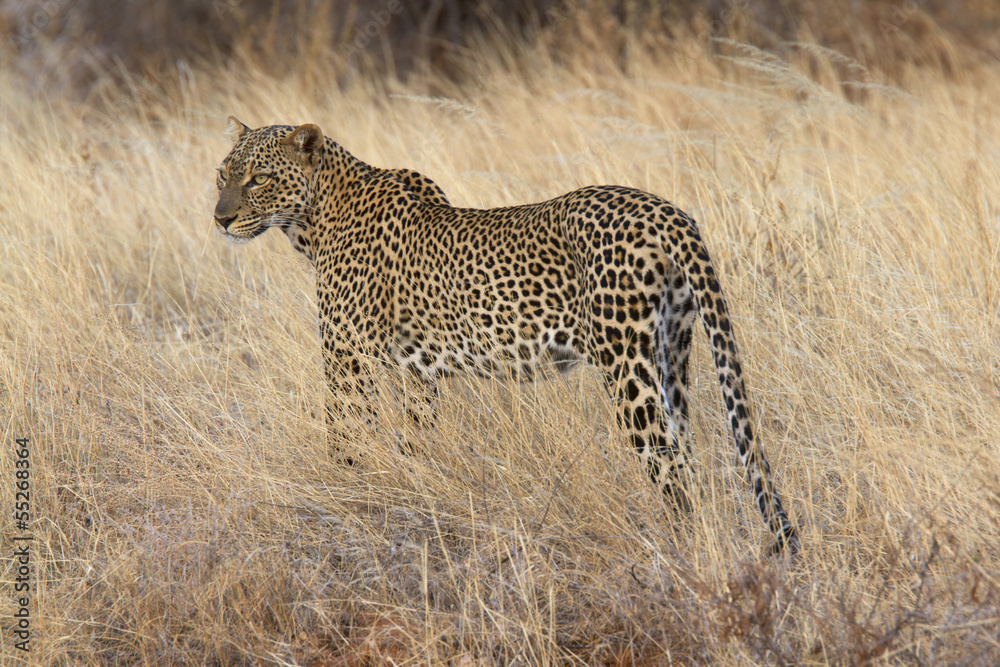 Fototapeta premium Wild leopard standing in yellow grass