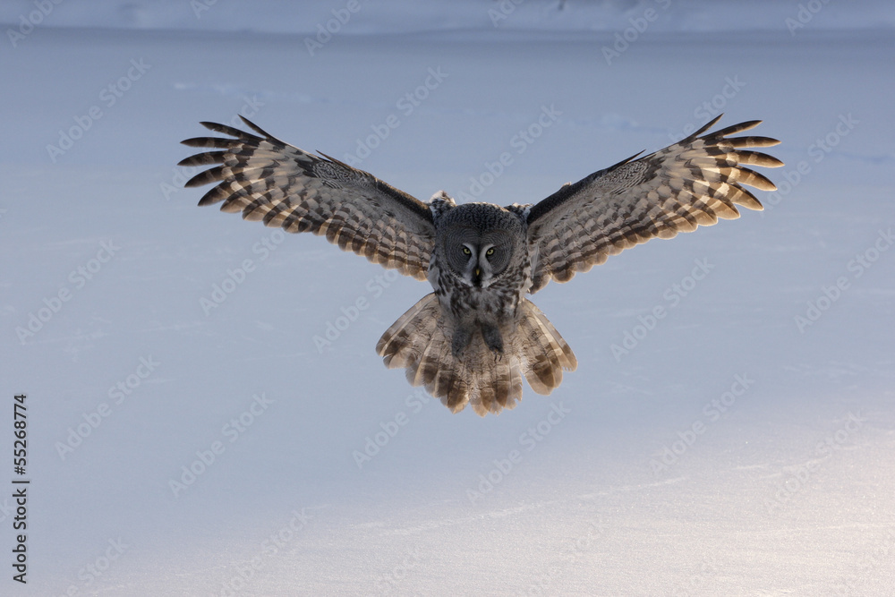 Obraz premium Great-grey owl, Strix nebulosa