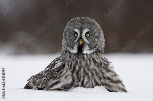 Great-grey owl, Strix nebulosa photo