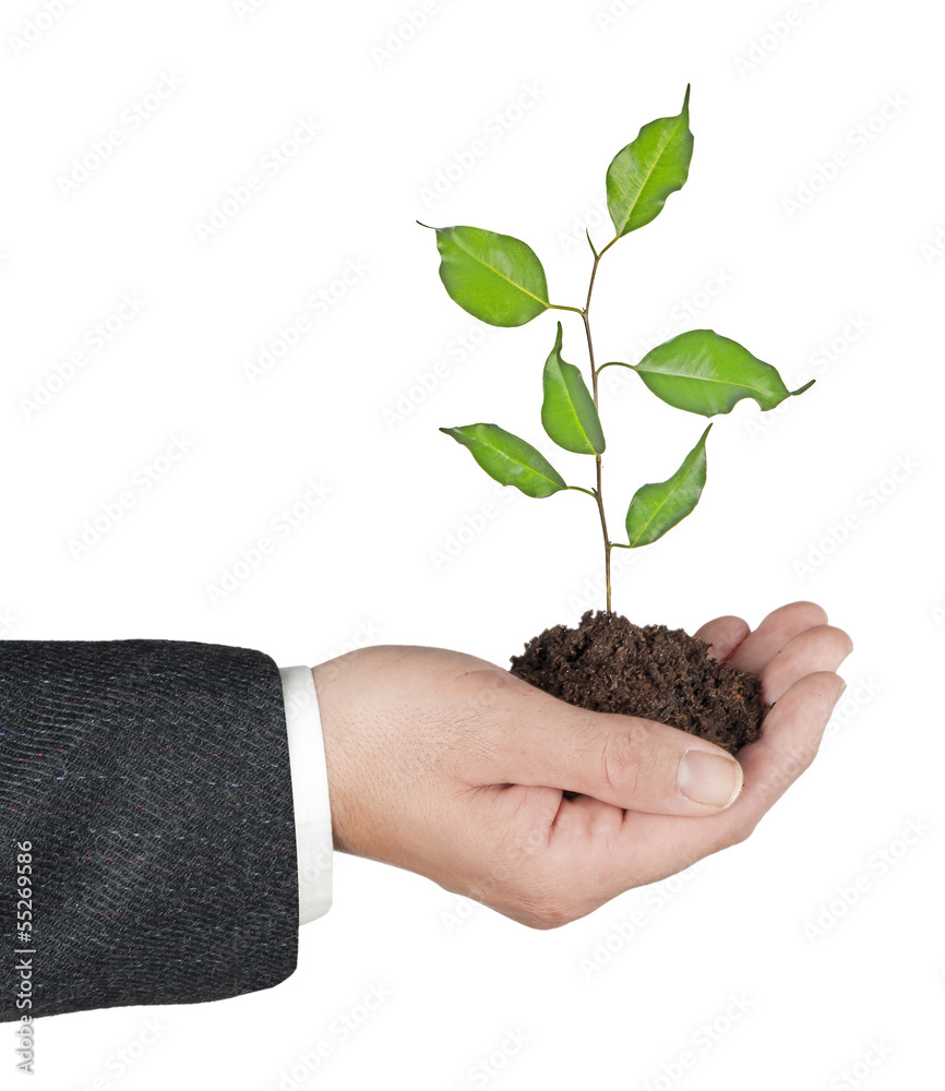 sapling in hands sapling in hands