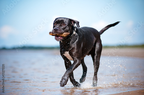 happy cane corso dog on a beach