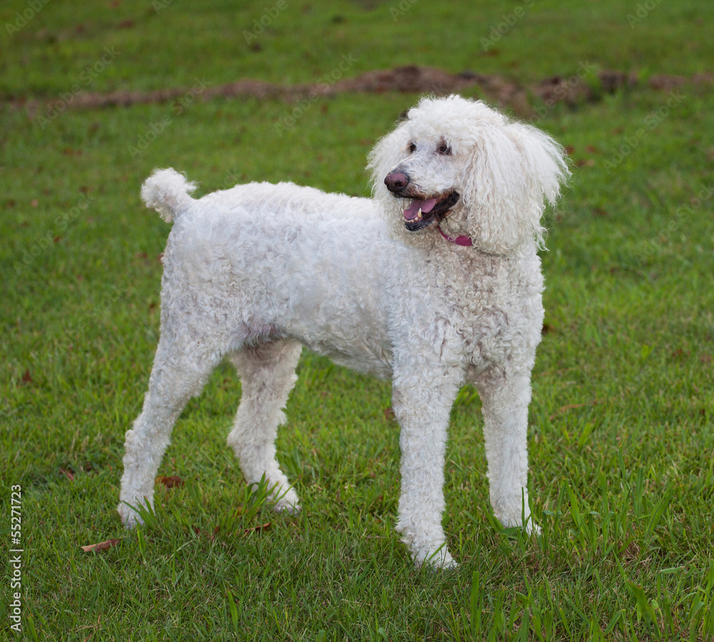 Standing dog