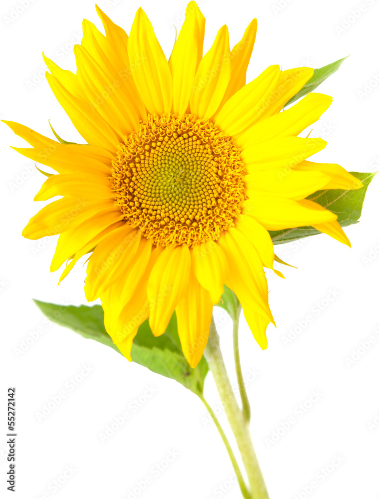 Obraz premium sunflower