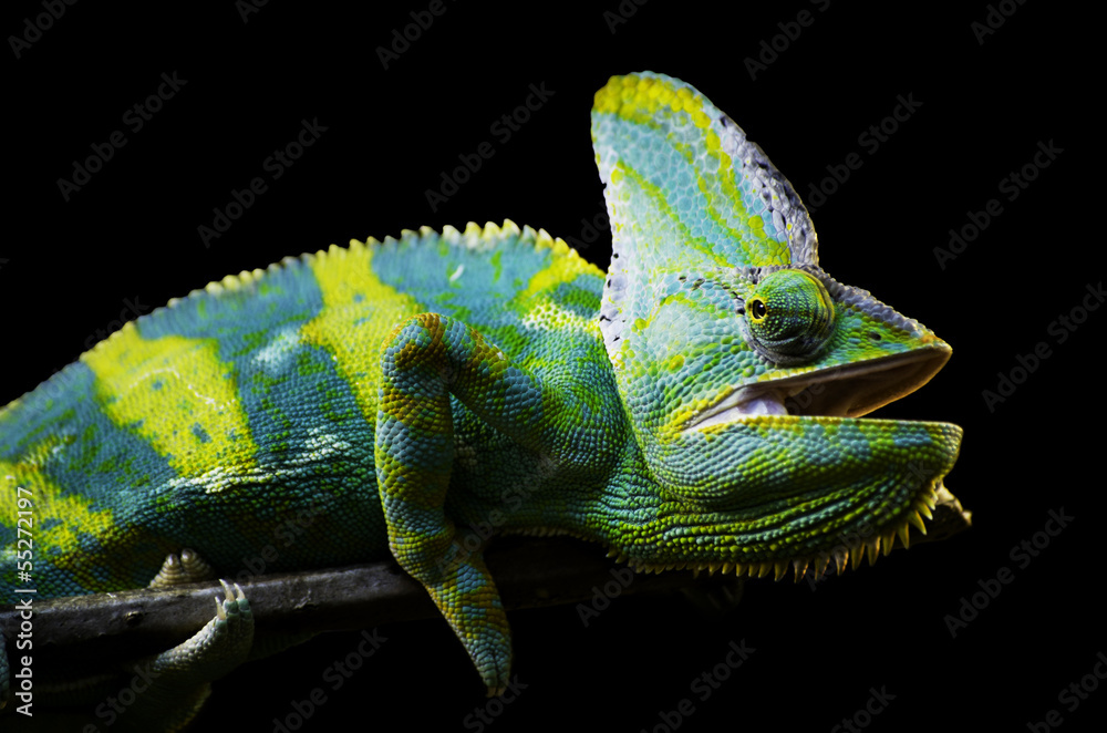 Obraz premium Panther Chameleon