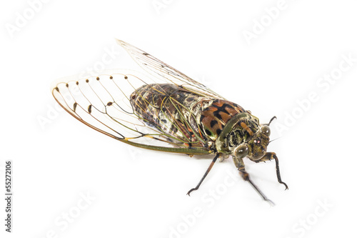 cicada insect isolated on white background © Mr.supakiat