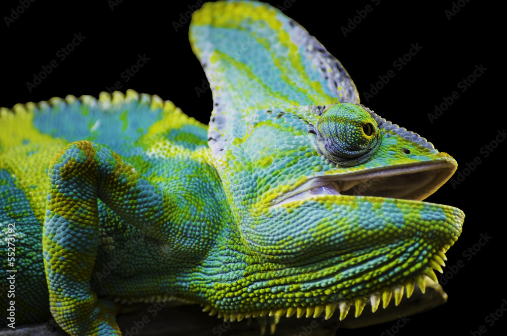 Fototapeta premium Panther Chameleon
