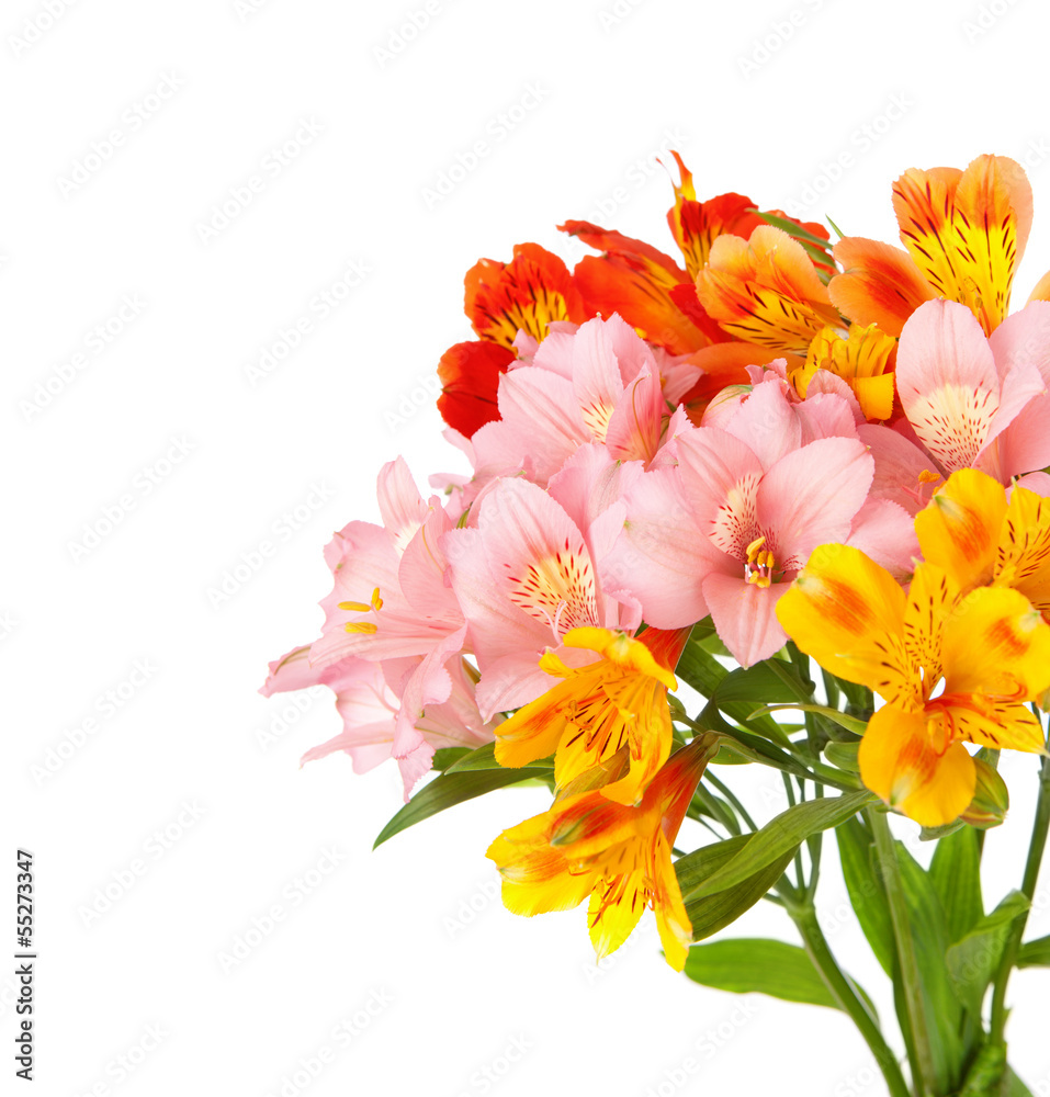 Alstroemeria flowers isolated on white background.