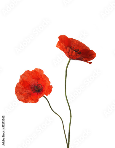 Fototapeta Naklejka Na Ścianę i Meble -  Two red poppies isolated on white