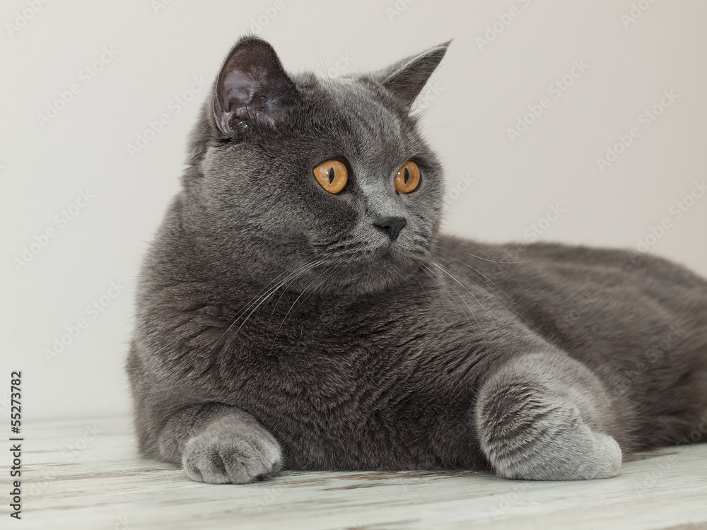 Obraz premium British cat