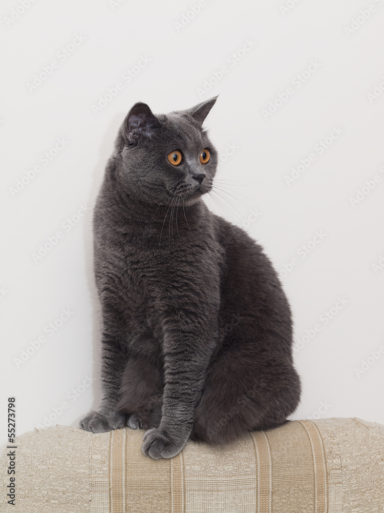 Obraz premium British cat