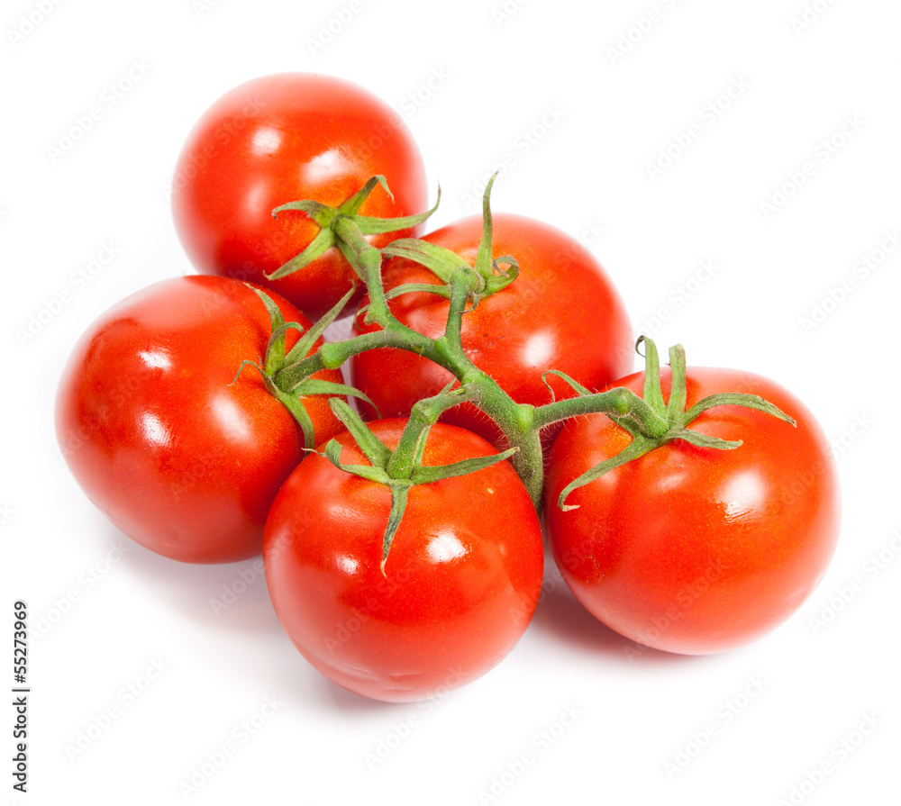 Closeup of tomatoes on the vine isolated on white. Tomato branch