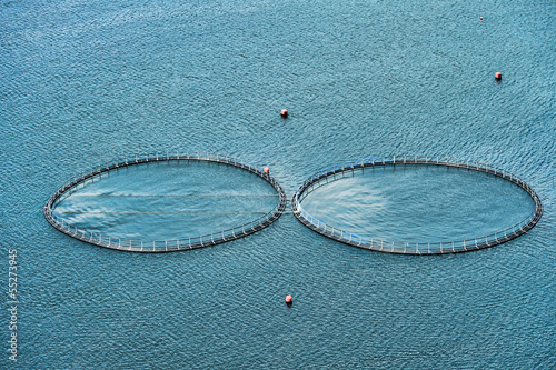 Salmon farming