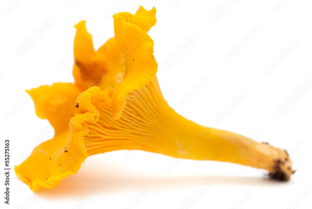 Fototapeta premium chanterelle
