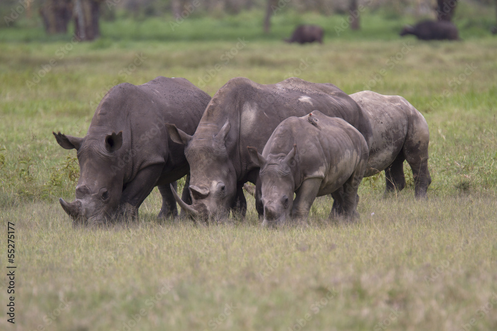 Group of white rhino feeding on grass Group of white rhino feeding on grass