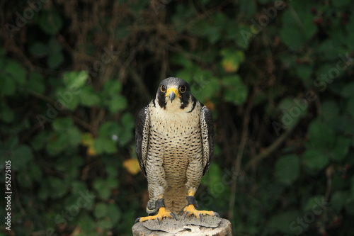 Peregrine falcon ou Faucon Pélerin photo