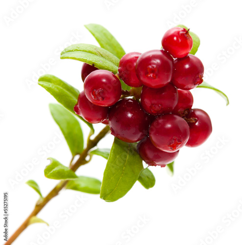 lingonberry
