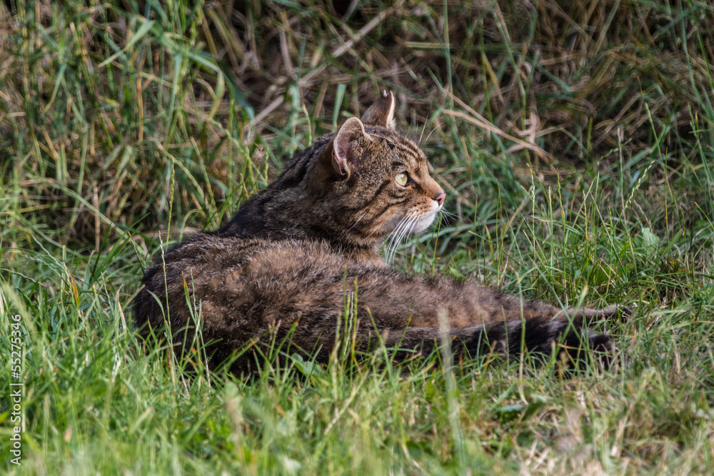 Fototapeta premium Scottish Wildcat