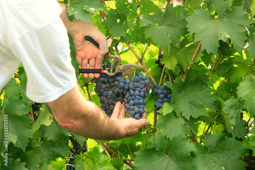 Picking grapes - harvest time