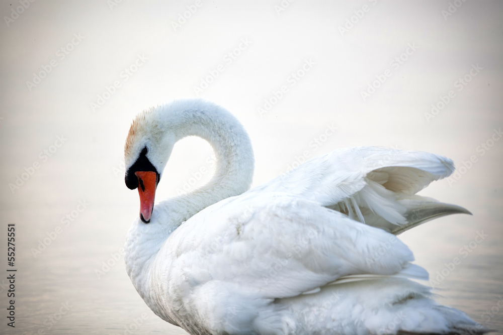 Fototapeta premium Swan