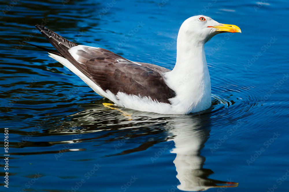 Herring gull swimming in bright blue water