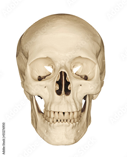 Obraz na płótnie Human skull isolated on white
