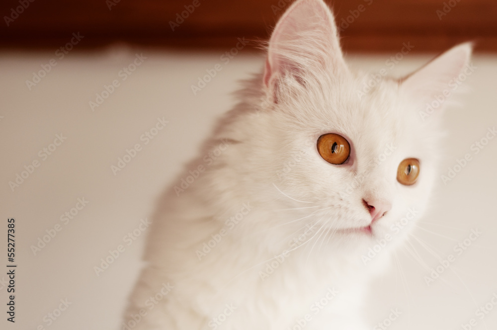 Obraz premium Cute Persian cat