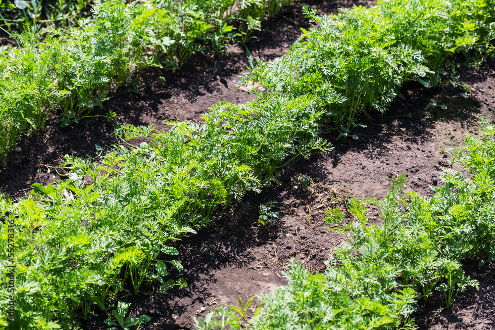 vegetable beds baby carrots in the garden