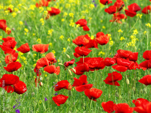 Summer wildflowers