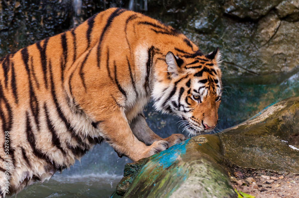 Tiger standing in water and smelling Tiger standing in water and smelling