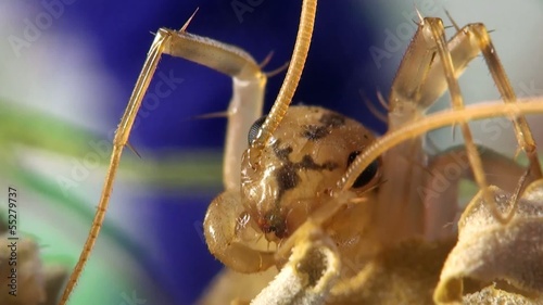 Insect macro: Scutigera coleoptrata s the house centipede or hundred-legged is a typically yellowish centipede photo