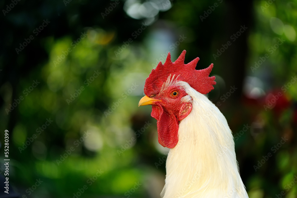 White Rooster (Cock) in Profile