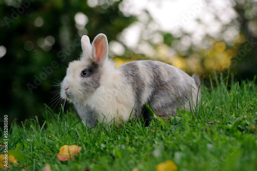 Cute Rabbit on Green Grass