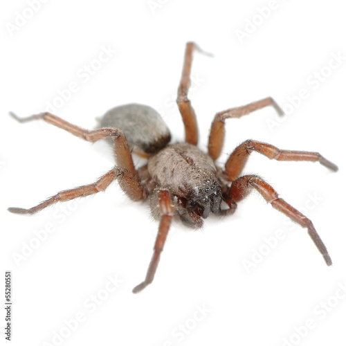 Spider (Haplodrassus Signifier) Isolated on White Background