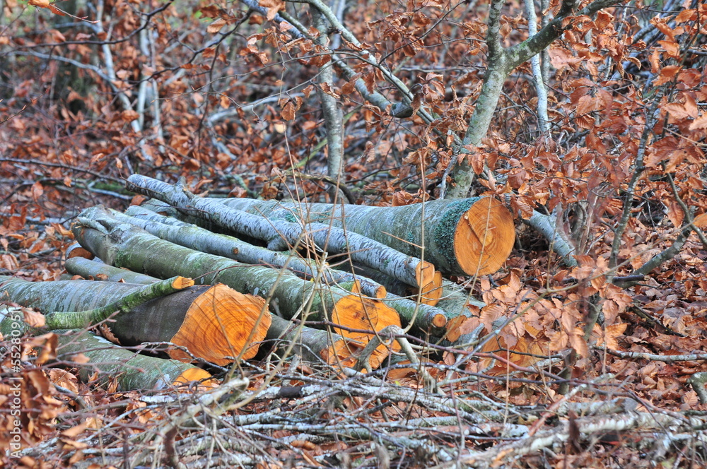 Obraz premium Bosco Incantato