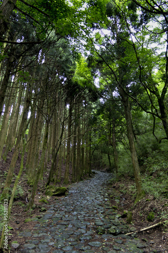 箱根の旧街道石畳