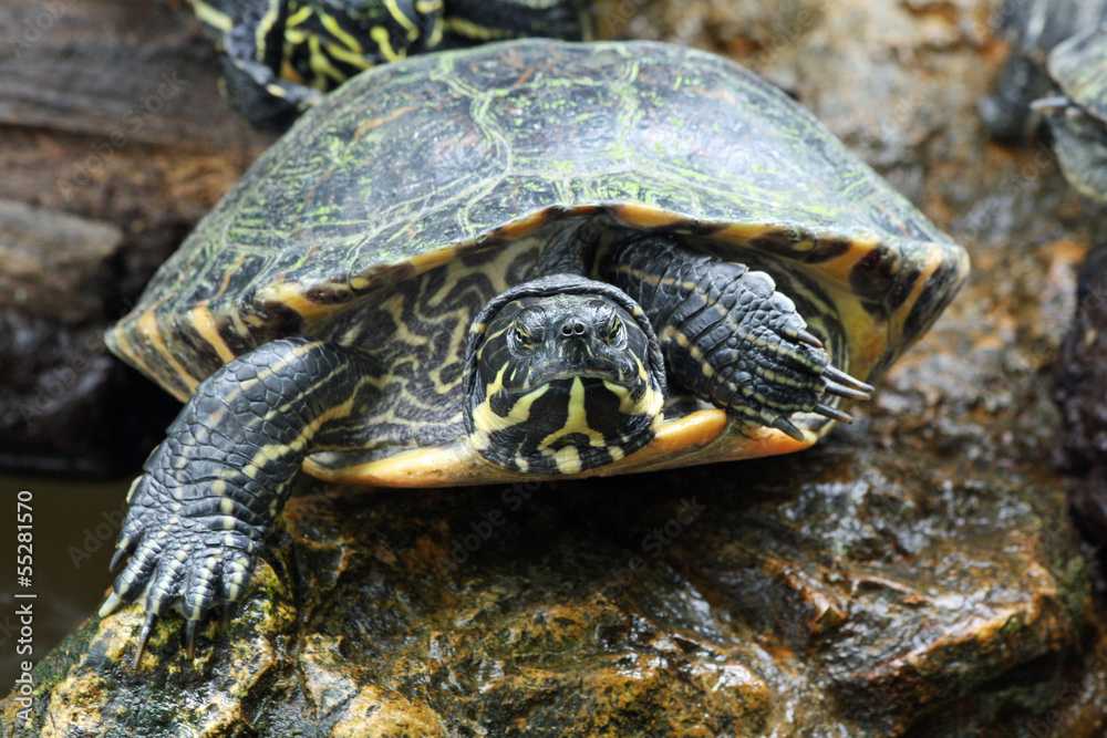 TIERE_1213_Gelbwangen-Schmuckschildkroete TIERE_1213_Gelbwangen-Schmuckschildkroete