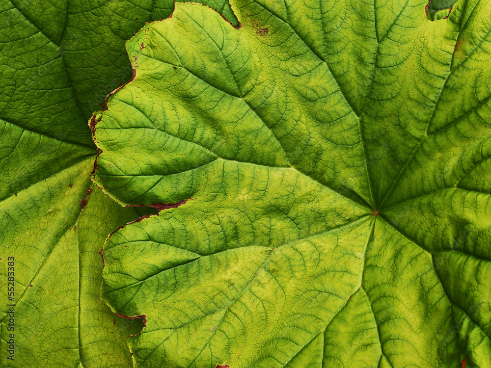 Green leave close-up Green leave close-up